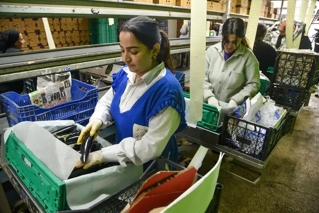 Antalya Hali 64 Ülkeyi Besliyor 4